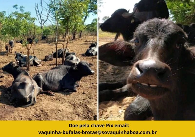 Vaquinha oficial: Vamos construir um santuário para as búfalas e seus filhotes abandonados em fazenda de Brotas