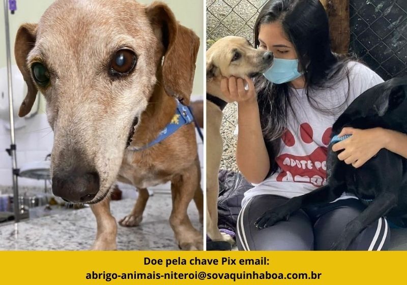 ONG de Niterói (RJ) abriga mais de 100 animais e precisa de apoio para não fechar as portas